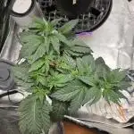 Thanks @Grow4releaf