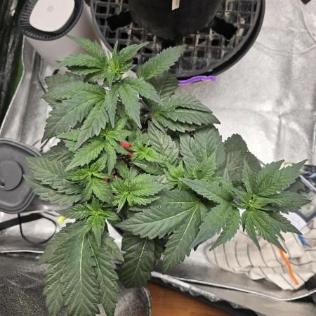 Thanks @Grow4releaf