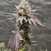 🍫 haze