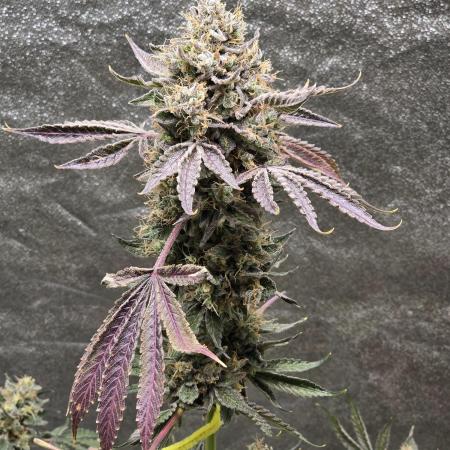🍫 haze