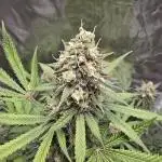 Ina Haze