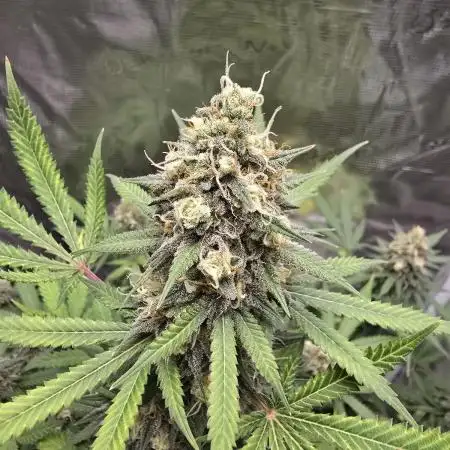 Ina Haze