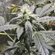 Big Banana 🍌