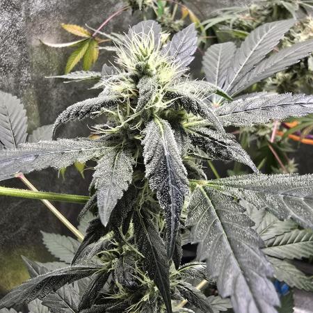 Big Banana 🍌