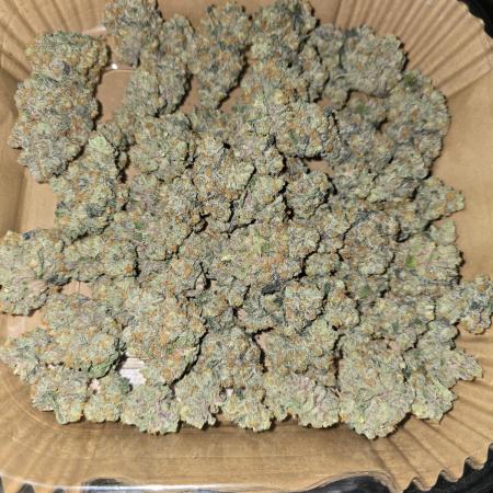 Gelato 41