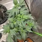 Thanks @Grow4releaf