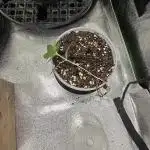 Oreos