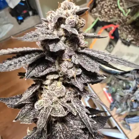 Thanks @Grow4releaf