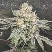 🍫 haze