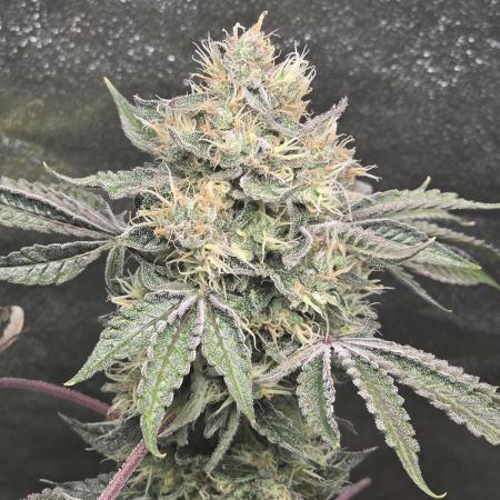 🍫 haze