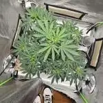 Ina Haze
