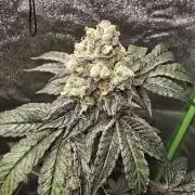 Gelato 41