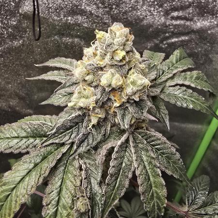 Gelato 41