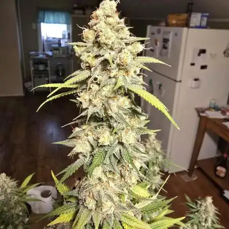 Ina Haze