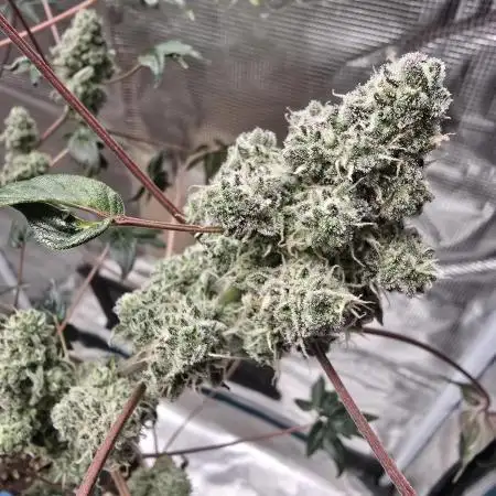 Mutation ❤️