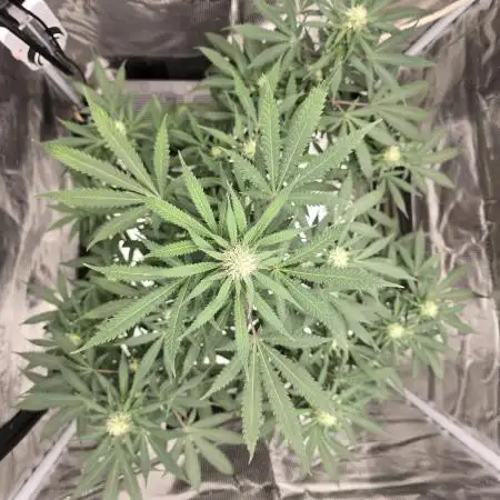 Ina Haze