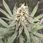 Ina Haze