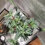 Thanks @Grow4releaf