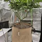 Thanks @Grow4releaf