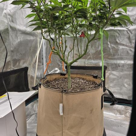 Thanks @Grow4releaf