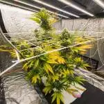 Critical Poison Fast by 00 Seeds
