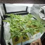 Girl Scout Cookies grow by DeltaEye