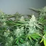 humboldt seed org - OGKZ