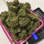 ROYAL DWARF AUTO