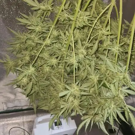 Glookie Monster