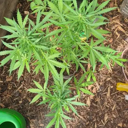 Blue dream auto