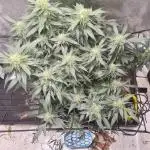 Glookie Monster