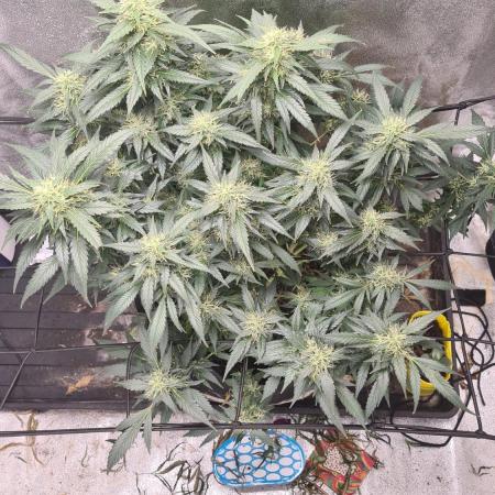 Glookie Monster