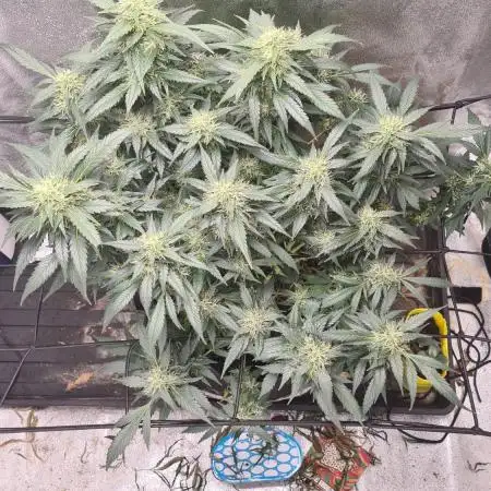 Glookie Monster