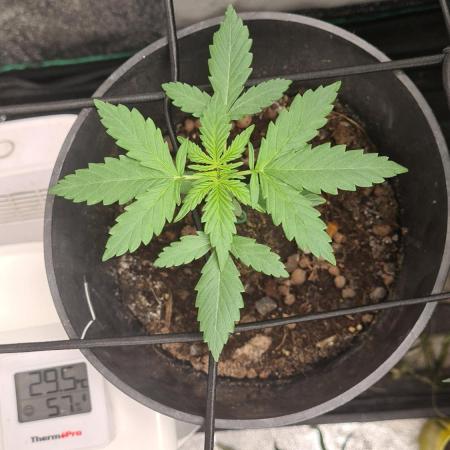 Blue dream auto