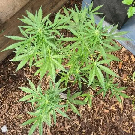 Blue dream auto