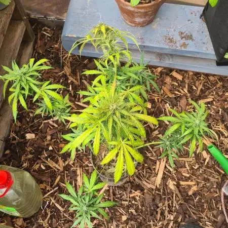 Blue dream auto