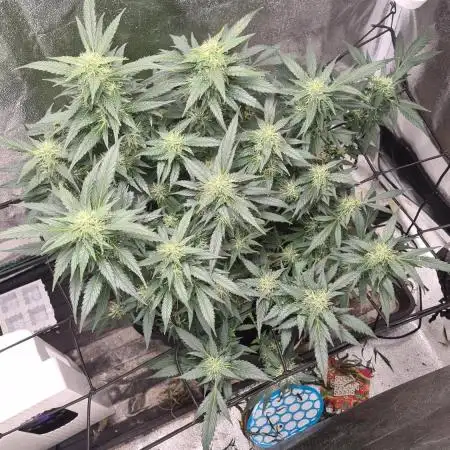 Glookie Monster