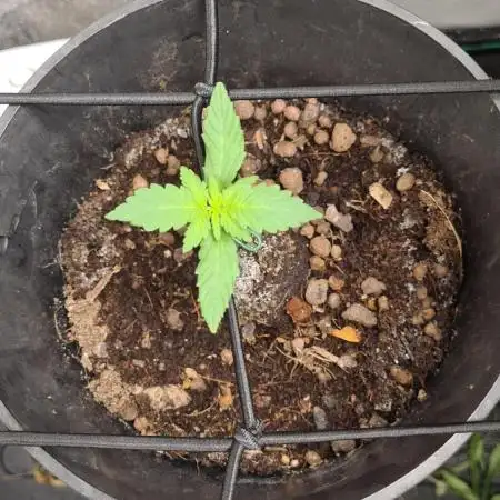 Blue dream auto