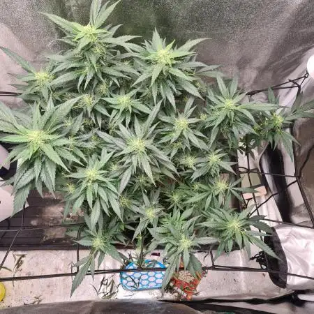 Glookie Monster