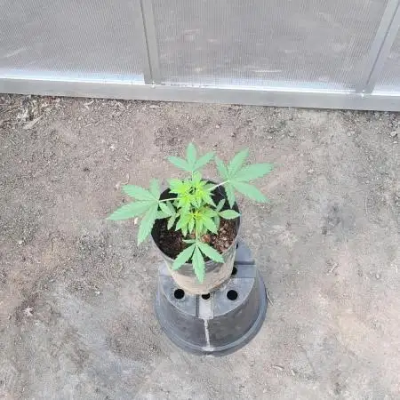 Blue dream auto