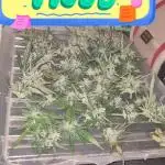 Blue dream auto