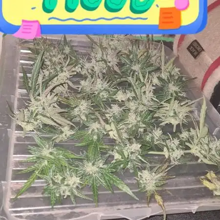 Blue dream auto