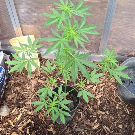 Blue dream auto