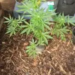Blue dream auto
