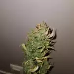 Crystal Candy XL Auto