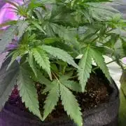 Sour Diesel ROYAL QUEEN SEEDS