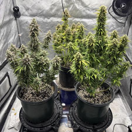 Grape Ape/Cookie Gelato