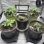 Grape Ape/Cookie Gelato