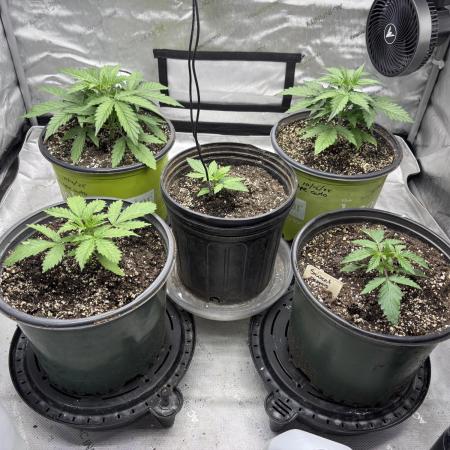 Grape Ape/Cookie Gelato