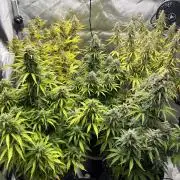 Grape Ape/Cookie Gelato